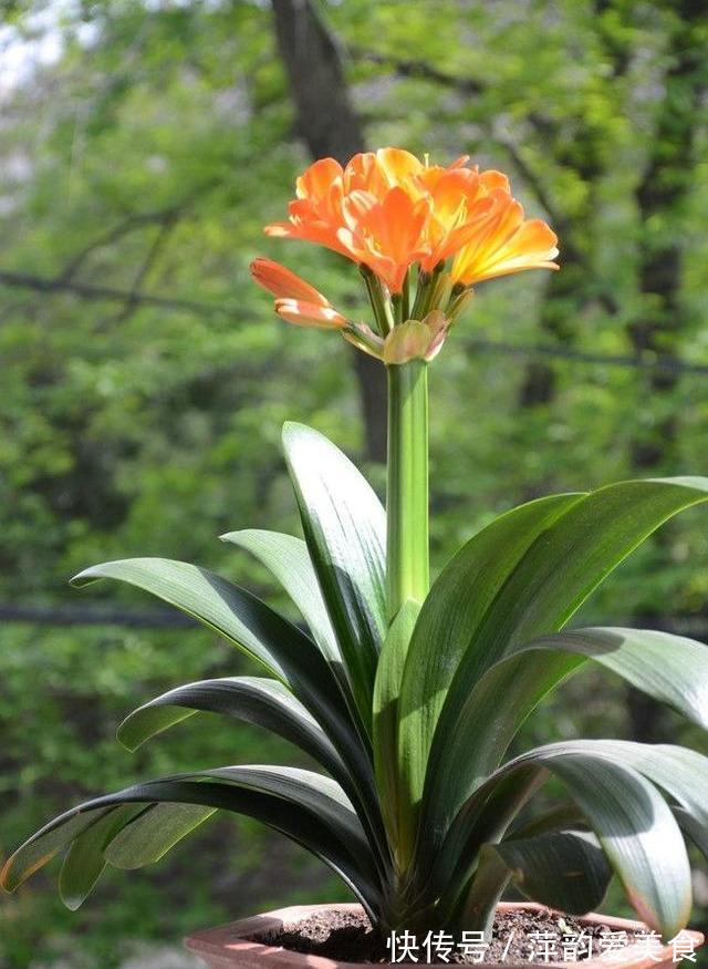 浇水|八月立秋后，轻轻“叫醒”君子兰，遵循3原则，用力别太猛