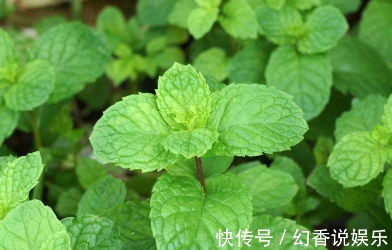 野草|立秋后,常用此叶子泡水喝,消炎杀菌,清凉润喉,老人小孩都适用