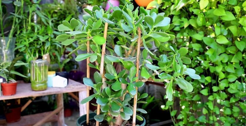 按这方法边修剪边养护玉树,盆栽不仅侧芽多,主干还长得更粗壮