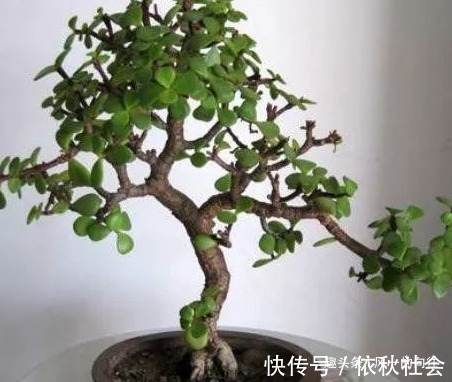 有钱人的养花秘诀!这三种绿植可以招财进宝,怪不得那么有钱