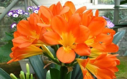 养花总黄叶学会1个小技巧，不黄叶不烂根，花繁叶茂，长爆盆！