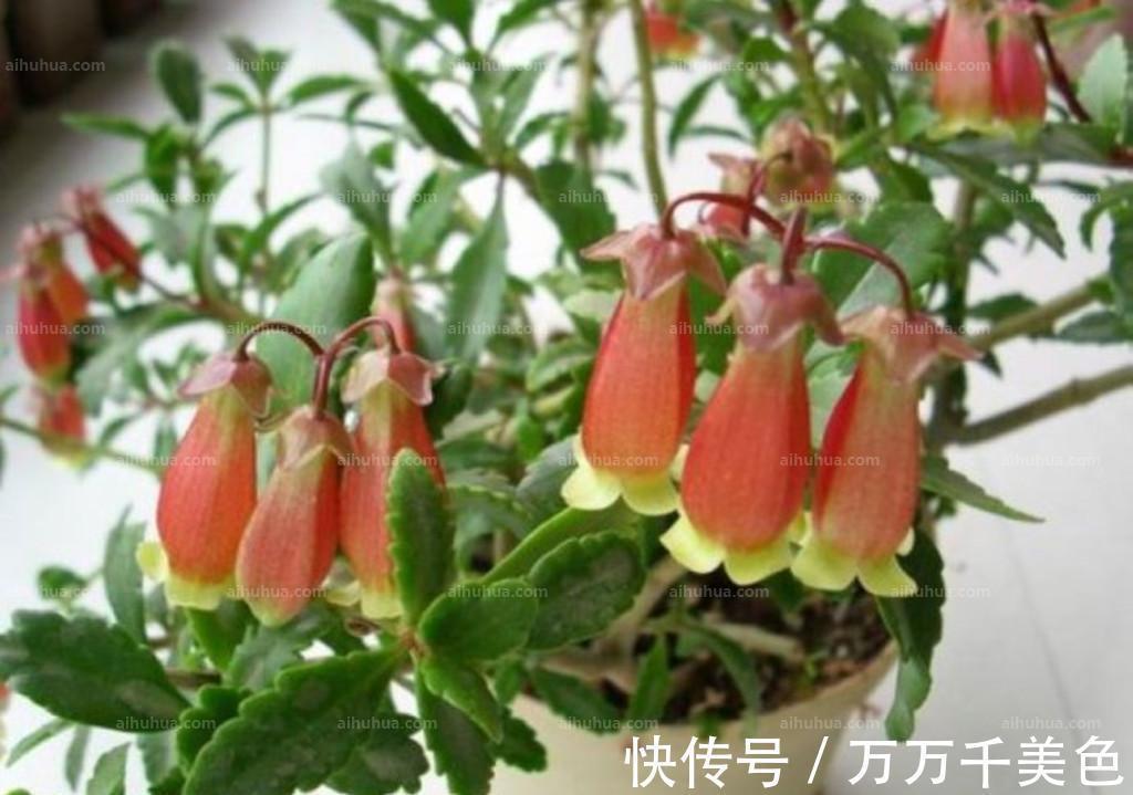 养花试试这几款，垂吊下来，在枝头上开满了花朵，超美