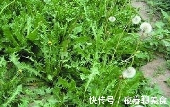 脾胃虚寒|蒲公英虽好,泡水喝时,要注意三不喝,非但不健康还会危害身体