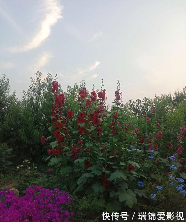 农村人都爱种的5种花，没啥名气，开花却漂亮极了!