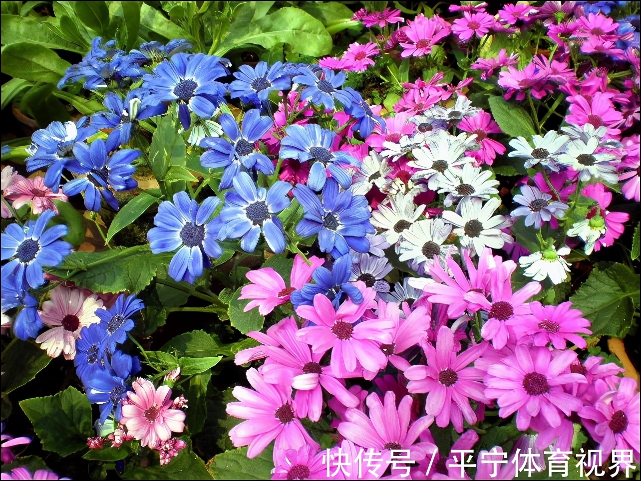 春节|这几种花冬天开爆盆,但一般人家养得不多,现在养正开花,很漂亮