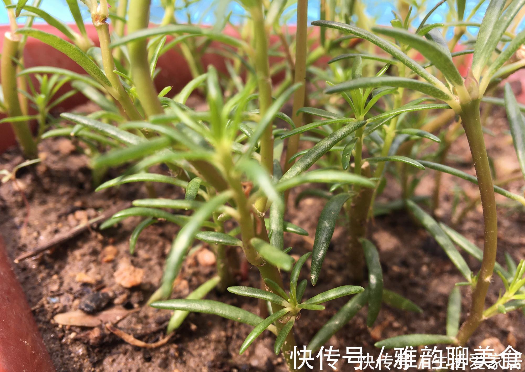 “重瓣太阳花”过冬,用一“方法”,来年又开花,五颜六色