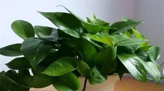筷子|养绿萝,这2种“水”换着浇,叶片油亮巴掌大,根茎能比筷子粗