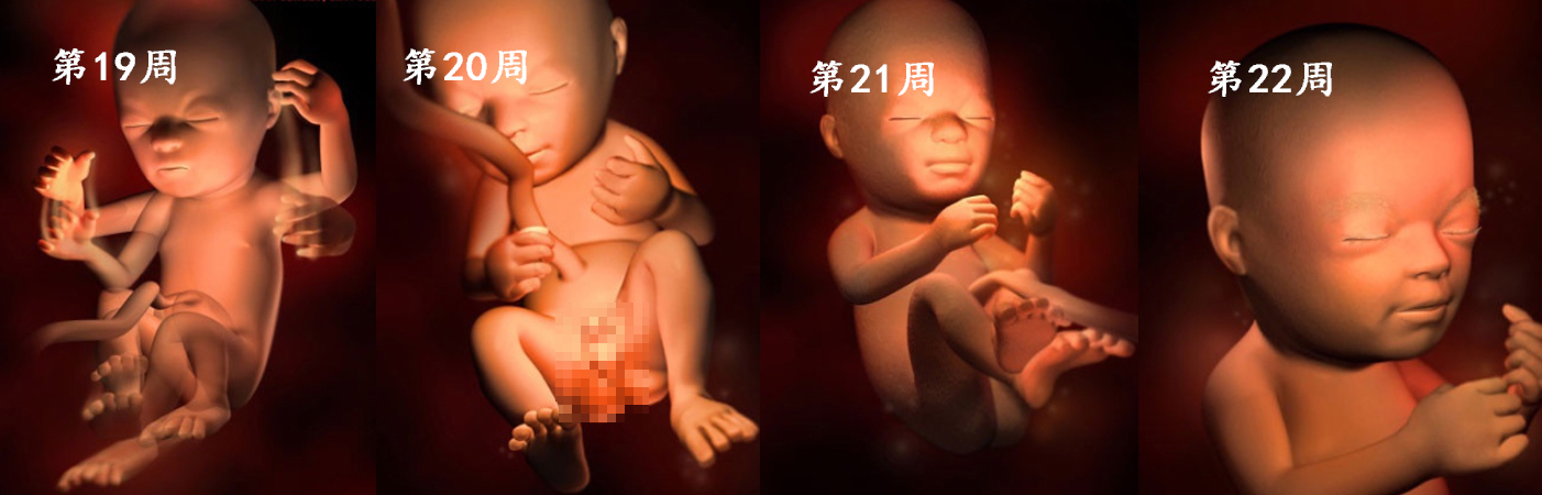 羊水|胎儿在子宫的成长过程!看着宝宝一点点长大,心里满是爱