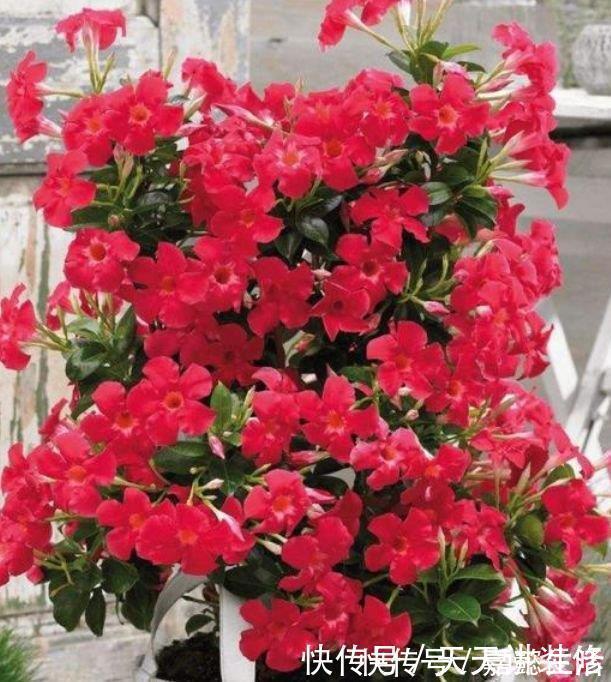 四季|4种花,堪称“开花机器”,365天开不停,养家里,四季有花赏