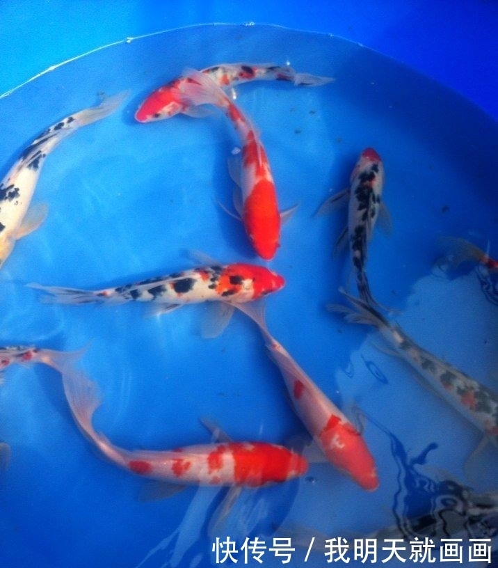 如何选择锦鲤鱼缸???