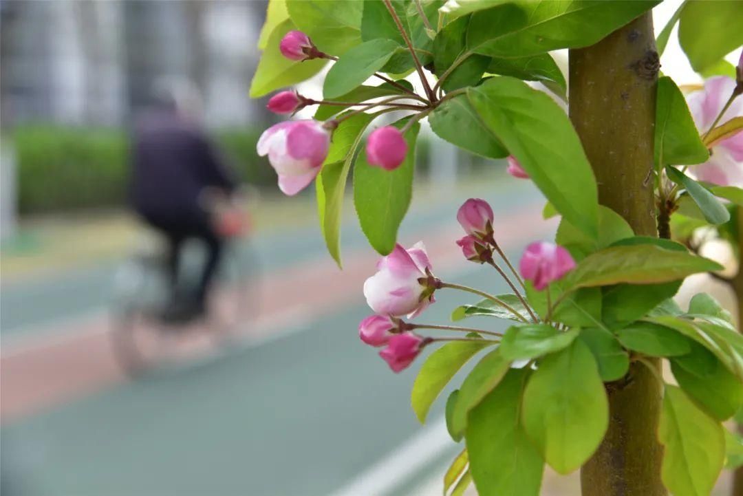 紫丁香、海棠芬芳馥郁，在昌平自行车专用路来一次观光骑行之旅吧