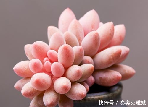 盘点8款胖多肉，颜值高好养护，喜欢多肉一定别错过！