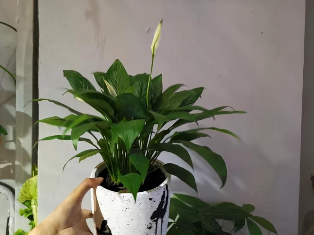 养白掌不开花，学会4招催花方法，满盆都是白色花，旺运一帆风顺