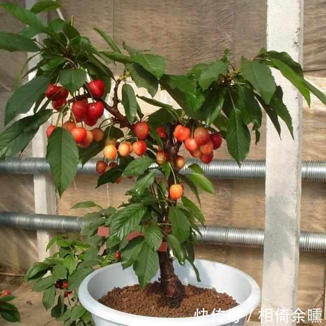 花盆|车厘子盆栽的种植方法，学会之后种一盆，年年都有车厘子吃了