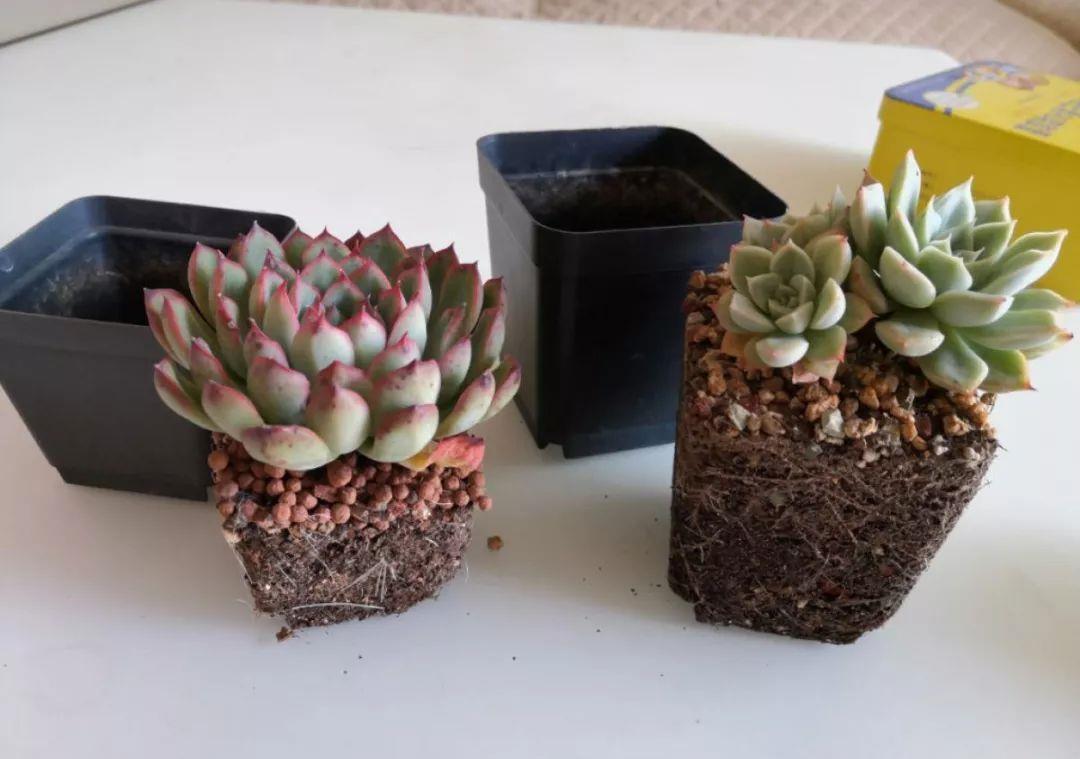 多肉盆栽：懒人必养的几种多肉，1盆轻松变10盆，越养越上瘾