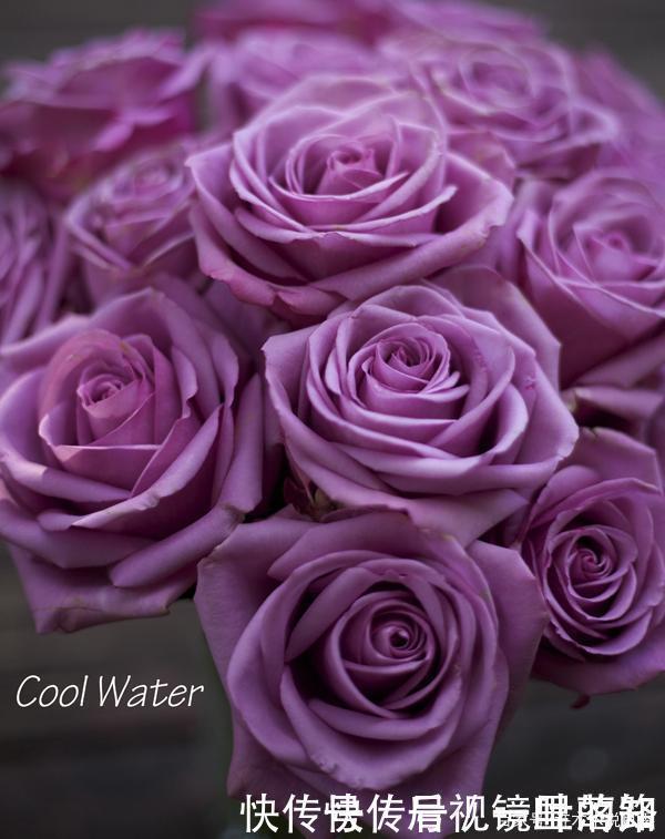 花色|20款紫色月季品种。浓香、抗病非常好养,天然紫色唯美盛开