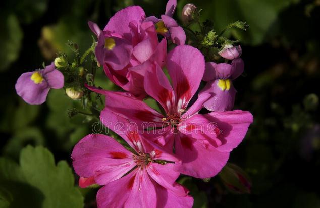 11种花一定不要再修剪,剪了影响开花,别大意