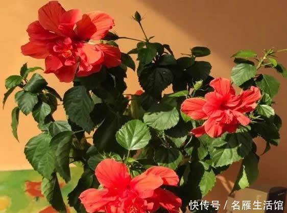 这1种“花期”最长的植物,俗称“大红花”,花如拳头大,开300天