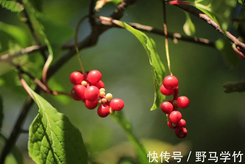 五味子|一个大补虚劳的方子,仅一味药,心、肝、脾、肺、肾通通都补足