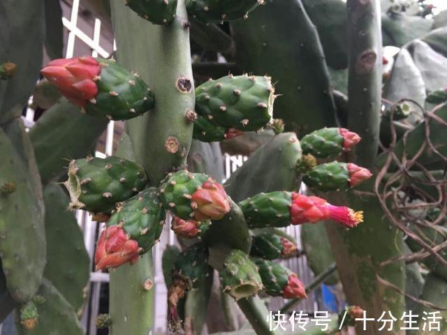 养20年的“仙人掌”,长成4米高的“大树”,年年开花又结果