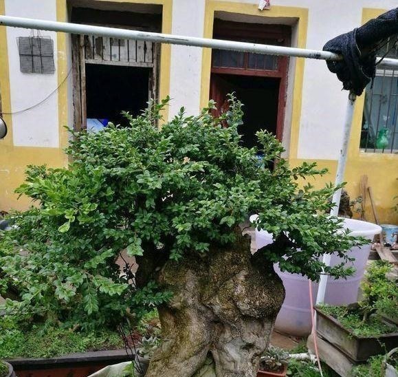 野外一种“脱皮木桩”称为“富贵之木”，养成盆栽，价格让人窃喜！