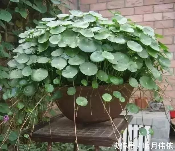 自制花肥太臭了,盆里直接扔几粒“它”,绿萝吊兰能长疯