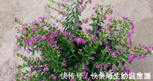 赏花|不能错过世上开花时间最长的四种花卉,一年四季天天能赏花