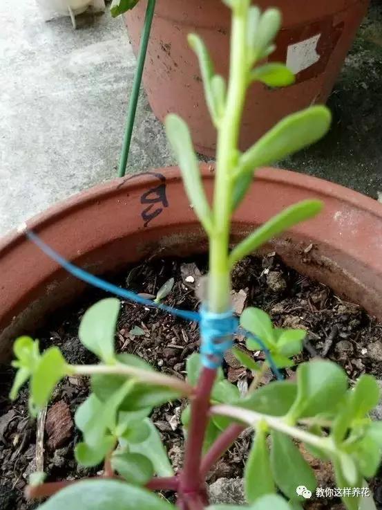 1个小窍门,普通的太阳花也能养成万元盆景老桩,邻居纷纷来学!