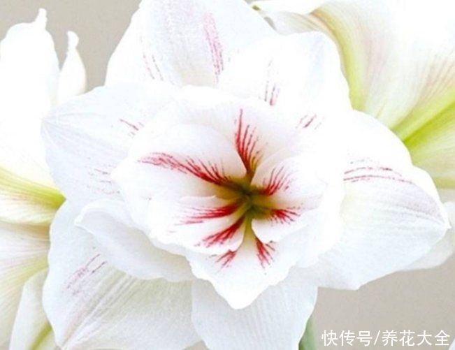 养殖|3种花明明开花很美，却不太受欢迎，到底是为啥？