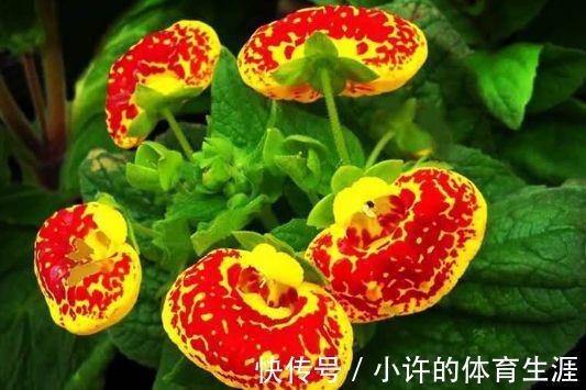 农历九月二十四霜降后,养什么花?以下3种花,招财进宝好运连连