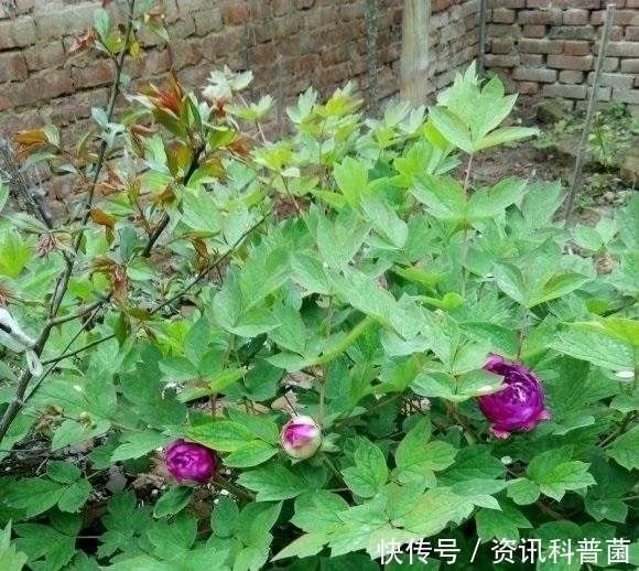 喜欢牡丹花,盆栽的牡丹能不能买?盆栽牡丹开花少,不建议买