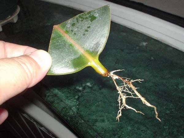 客厅4种树，冬剪枝条插土里，20天冒白根，能多出10盆