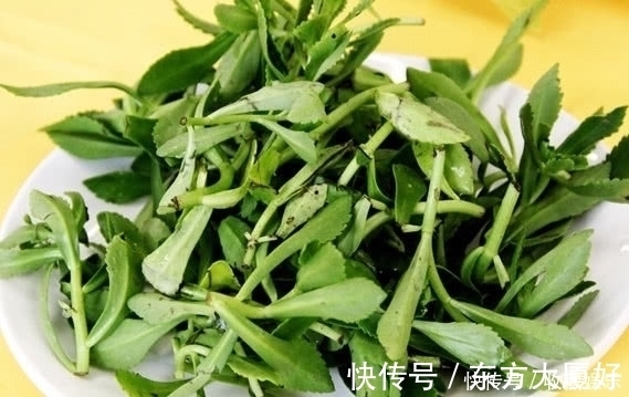 价值|农村田里的这种野草，钙是牛奶3倍，价值很珍贵，你有见过没