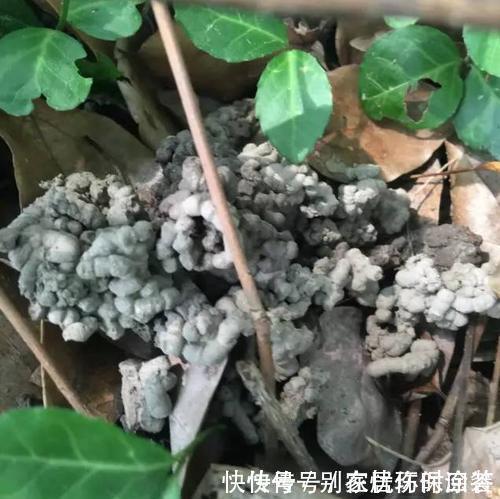 什么复合肥、淘米水,都不如1种东西,捡一些丢盆里,养啥花都旺