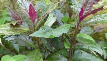 长得河边的“它”,“降压”有奇效,只需嚼2片,血压降下来!