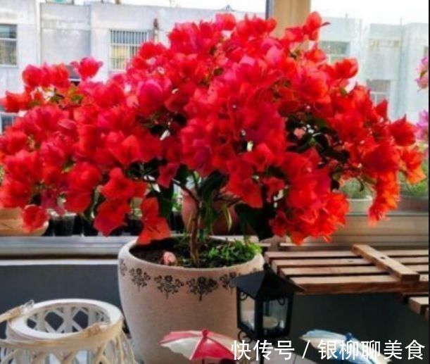 阴蔽处|此款花卉,花艳易爆盆,沾点水就疯长,开花勤还爱爆盆,美
