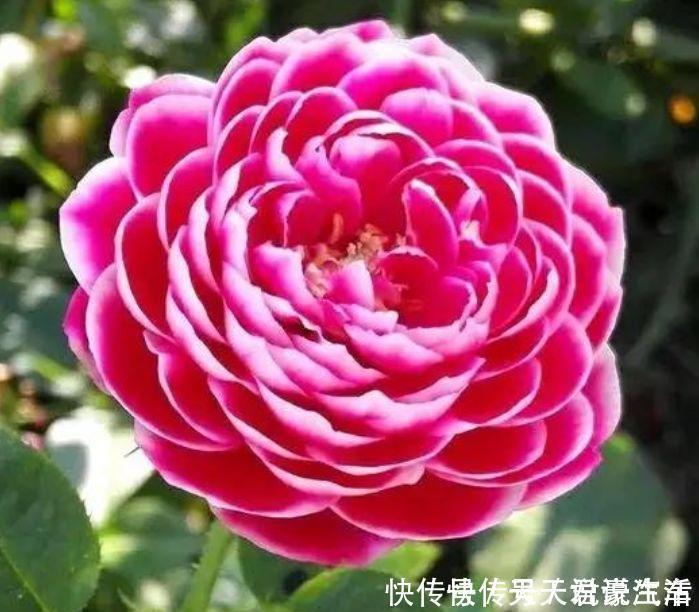 花盆|4种富贵花，添福添贵添好运，迷人的花朵，开满整个花盆