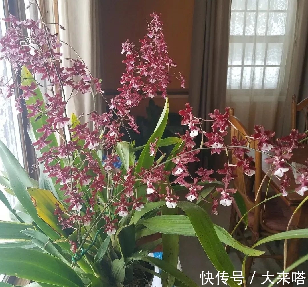 如何正确给室内植物浇水?掌握11个浇水技巧,你也能变园艺高手