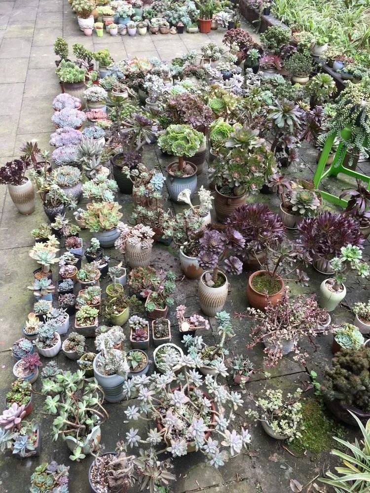 养多肉会上瘾,3年养了500多盆,既美化了环境又愉悦了心境!