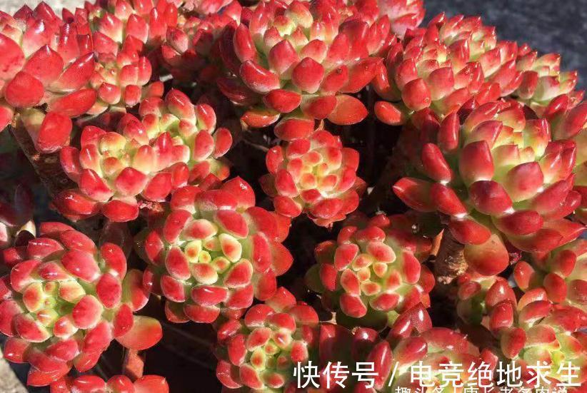 多肉红蜻蜓和蓝精灵，一个带暗纹，一个平时丑，出状态则“封神”