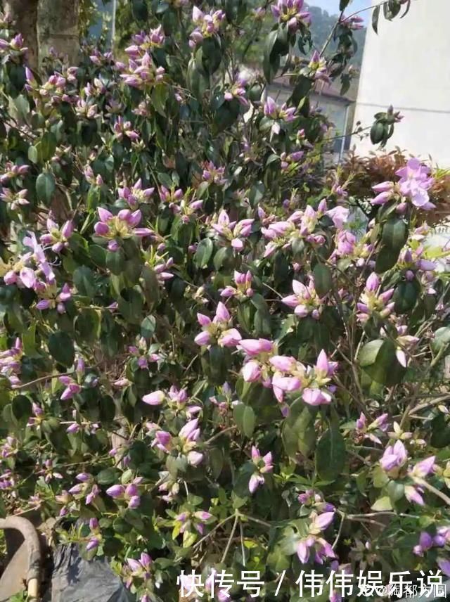 地方|夏天养花,这个地方千万别摆,否则3天死翘翘