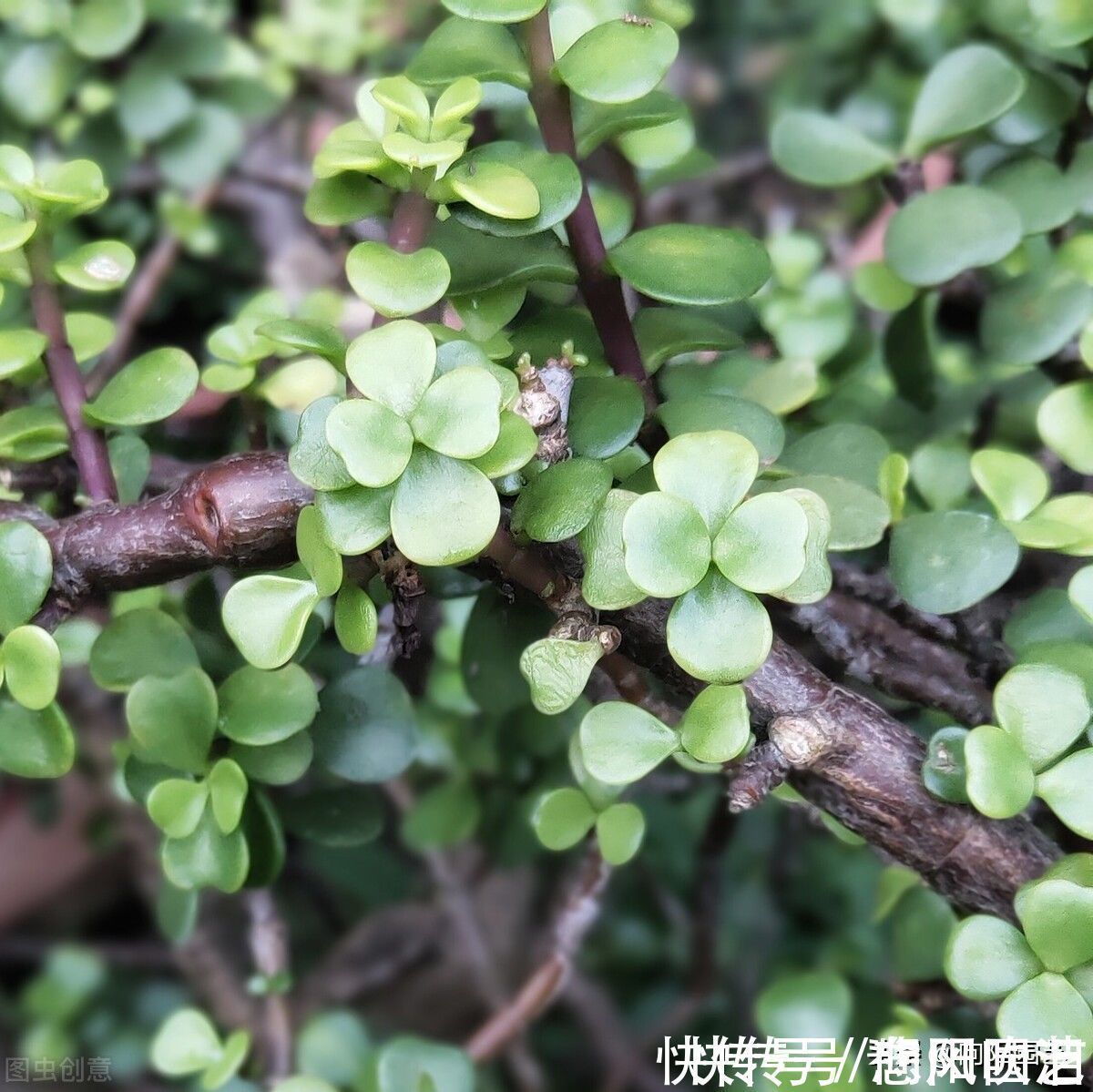 金枝玉叶买回家,叶子哗哗掉,问题出在环境,学会缓盆是关键