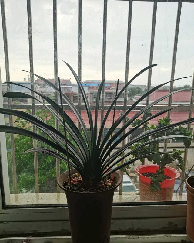 秋凉|天气渐热,做好三点,君子兰稳度夏,顺利长叶开花