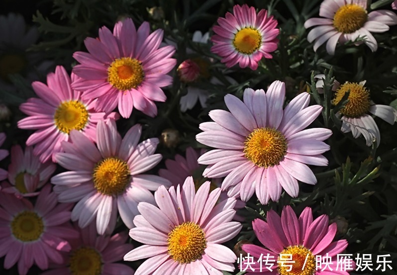 爆盆|罕见的花卉“玛格丽特”养护要求较高,只要方法的当,花开爆盆!