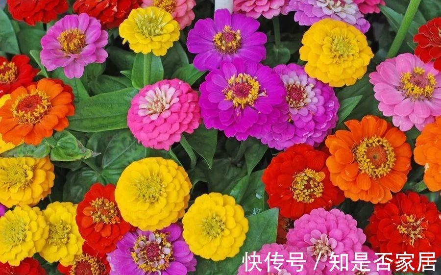 长春花|6种“小草花”,满院子疯长开花,不怕高温,不怕脚踏,折腾不死