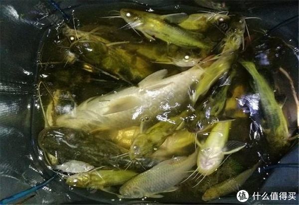特性|江河中野钓黄颡鱼，环境和特性缺一不可，3大要素助你渔获满满