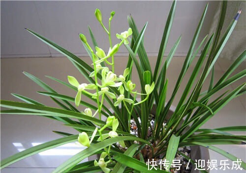 阳光|盆栽建兰如何养教你3个养护建兰的小妙招,花开淡雅又芳香