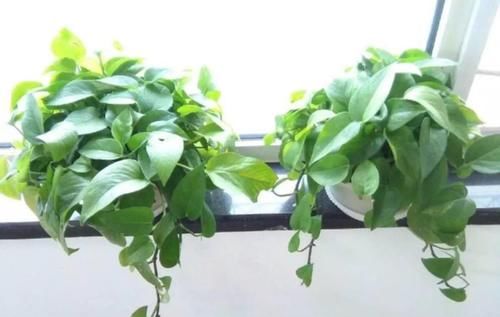 怎么让浇花效果事半功倍？掌握3个小窍门，黄叶烂根问题少很多