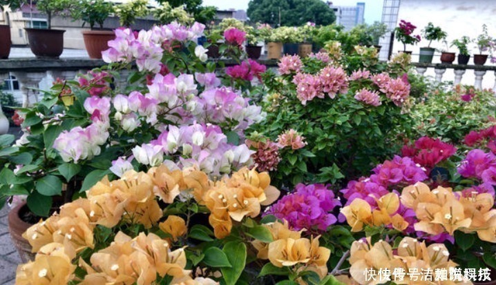 5种花干养最好,植株健壮能开花,湿养会送命!