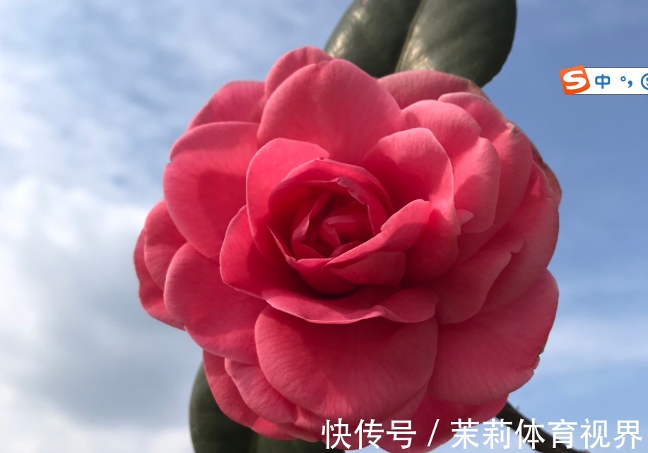 花芽|三角梅、月季、栀子花总是不开花，几个小技巧，一年四季爆盆